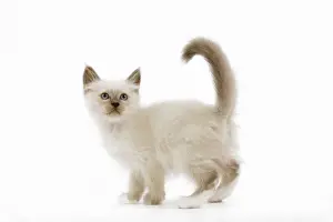 White Background Cat Photos Drucke: Cat - Birman kitten in studio
