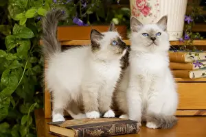 Katze - zwei birmanische Kitten