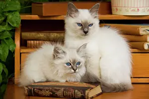 Drucke von LA-5177 Katze - zwei birmanische Kätzchen Jean-Michel Labat Bitte beachten Sie, dass die Drucke nur für persönliche Anzeigenzwecke gedacht sind und nicht reproduziert werden dürfen Katzen (Hauskatzen) Drucke: Katze - zwei birmanische Kätzlinge