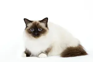 Semi Longhair Cat Breeds Drucke: Cat - Birman - lying down