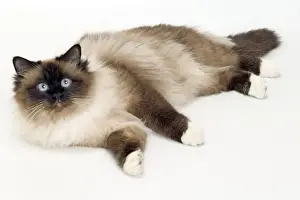 White Background Cat Photos Drucke: Cat - Birman lying in studio
