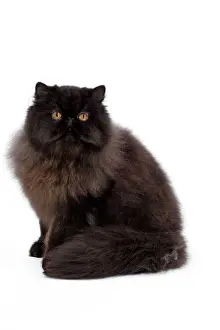 Katze - Schwarzer Persischer Katzenhauch