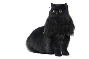 White Background Cat Photos Drucke: Cat - Black Persian in studio