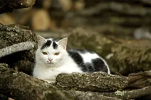 Mammals At Home Drucke: Cat - black & white