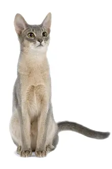 White Background Studio Pets Drucke: Cat - blue Abyssinian in studio