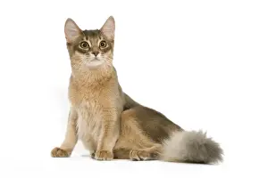Feline Photography Art Drucke: CAT - Blue Somali