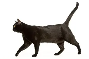 Katze aus Bombay