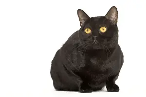 Katze aus Bombay