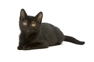 Cat Lover Home Decor Drucke: Cat - Bombay Kitten - lying down