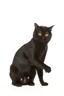 Bombay Cat Breed Drucke: Cat - Bombay in studio