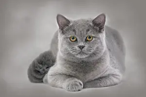 Black And White Cat Photo Drucke: Cat - British Blue