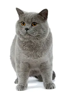 Katze - britischer Blau im Studio