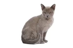 Katze - Burmesische Lilak