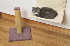 Domestic Cat Lying Down Drucke: Cat - on cat bed next to scratching post