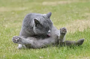 Domestic Cat Grooming Drucke: CAT. Cat cleaning itself