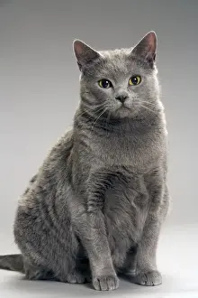Unique Pet Gifts Online Drucke: Cat - Chartreux
