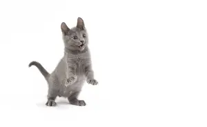 White Background Cat Photography Drucke: Cat - Chartreux kitten in studio