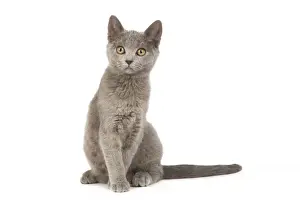 Kater - Chartreux Katze im Studio