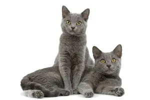 Short Haired Domestic Cats Drucke: Cat - Chartreux kittens in studio