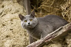 Animal Prints For Home Decor Drucke: Cat - Chartreux looking out of barn