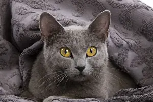 Personal Use Cat Images Drucke: Cat - Chartreux lying in blanket