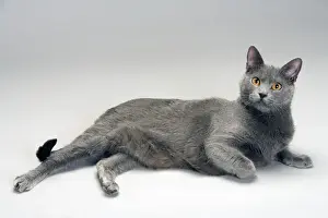 Kater - Chartreux im Studio