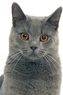 Studio Cat Photography Drucke: Cat - Chartreux in studio