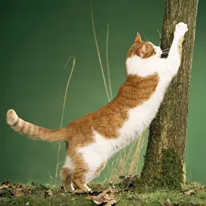 Domestic Cat Behavior Drucke: Cat - clawing at tree, using as scratching post