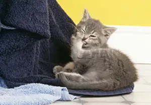 John Daniels Wildlife Photos Drucke: Cat Cleaning itself