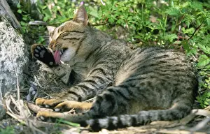 Domestic Cat Care Drucke: Cat - cleaning its paws