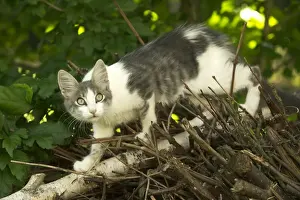 Animal Behavior Observation Drucke: Cat Climbing on branch