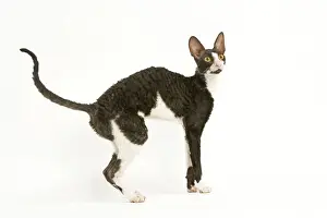 Pet Mammals For Sale Drucke: Cat - Cornish Rex bicolor