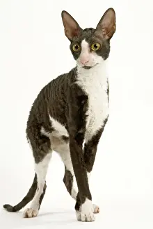 Drucke von LA-8089 Katze - Cornish Rex - bi Farbe schwarz/weiß im Studio Jean-Michel Labat Bitte beachten Sie Cornish Rex Drucke: Katze - Kornische Rex - biFarbig schwarz/weiß im Studio