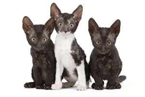 White Background Studio Cats Drucke: Cat - Cornish Rex - kittens