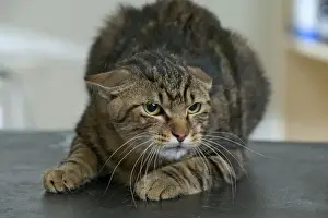 Feline Portrait Photography Drucke: Cat Crouching down
