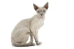 White Background Studio Cats Drucke: Cat - Devon Rex - blue - in studio