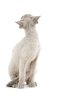 Mammals As Pets Information Drucke: Cat - Devon Rex - blue - in studio looking away from camera