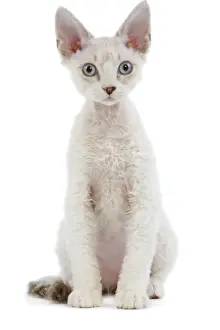 White Background Studio Pets Drucke: Cat - Devon Rex - Silver seal tabby - in studio