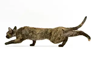 Drucke von La 8083 Katze - Devons Rex im Studio auf dem Weg zu einer Jagdpose Jean Michel Labat Bitte beachten Sie Devon Rex Drucke: Katze - Devon Rex im Studio auf stalkerischer Haltung