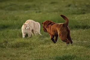Threatening Animal Behaviour Drucke: Cat and Dog - together