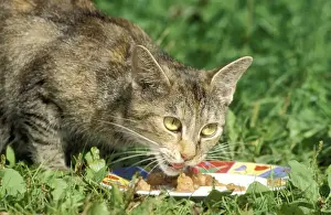 Johan De Meester Art Drucke: Cat Eating outside on grass