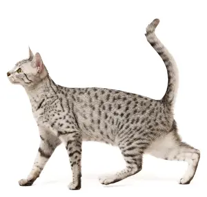 Katze - ägyptischer Maus in Studio