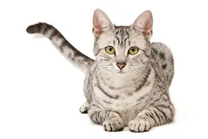 Katze - ägyptischer Mauf im Studio