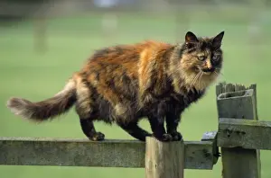 Haustierkatze