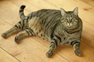 Katze - fett Marmorkatze