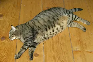 Tabby Cat Breeds Drucke: Cat - fat tabby lying on floor