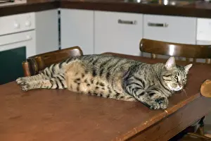 Drucke von LA 2406 Katze - fettes Mäusedar liegend auf Tisch Jean-Michel Labat Bitte beachten Sie, dass die Drucke nur für persönliche Anzeigenzwecke gedacht sind und nicht reproduziert werden dürfen Bilder Datiert 2004 Oktober: Katze - fettes Musterkatzenmuster auf dem Tisch liegen