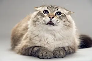 Personal Use Cat Pictures Drucke: Cat - with flattened ears