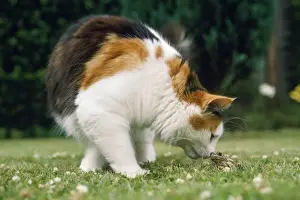 Unique Home Decor Ideas Drucke: Cat - & Frog