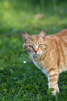 Gerahmter Druck : Katze - gelb Gerahmter Druck : Katze - gelb